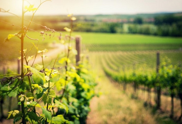 Rượu vang Rioja: Đỉnh cao rượu vang Tây Ban Nha