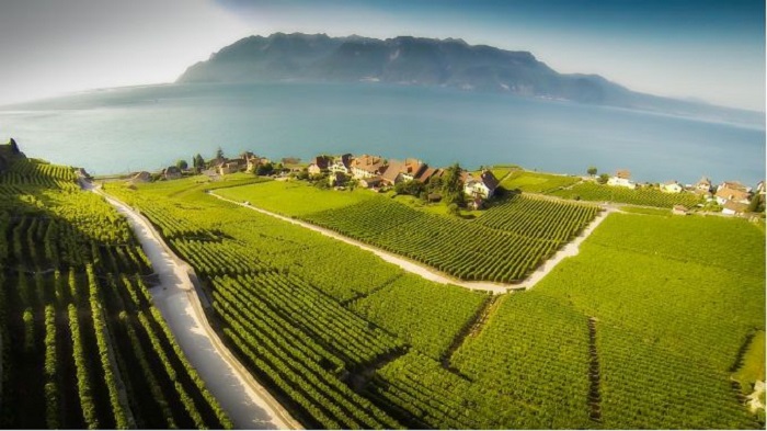 Vườn nho Lavaux