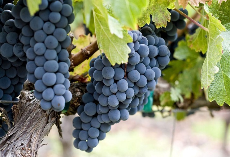 Khám phá hương vị rượu vang Mỹ Zinfandel