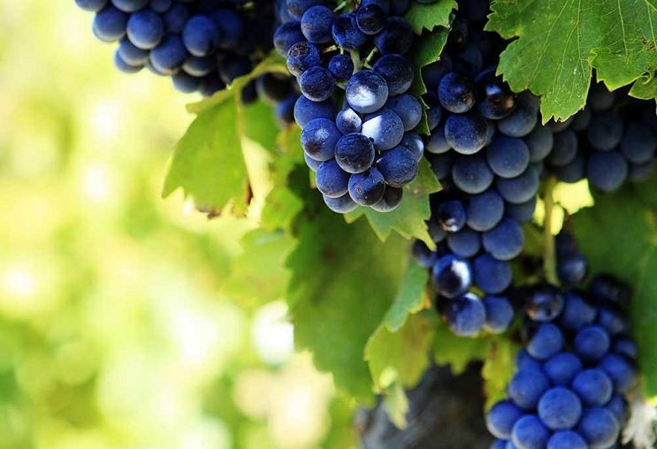 Nho Grenache