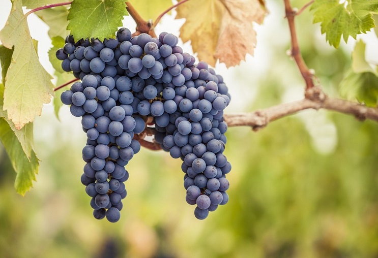 Top 5 vùng vang Pinot Noir ngon nhất thế giới