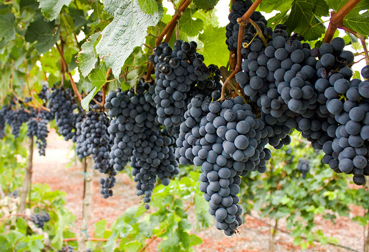 Rượu vang Chile - Grapes Chile Rượu vang Chile - Grapes Chile