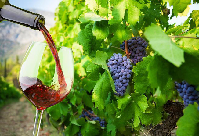 Rượu vang Mỹ: Các giai đoạn thu hái nho ở Thung lũng Napa | khoruou.vn