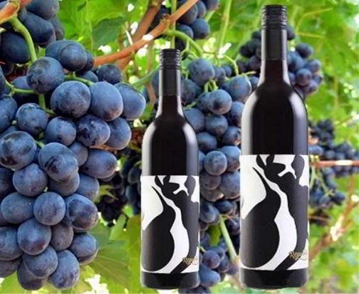 Rượu vang Úc Republic Shiraz
