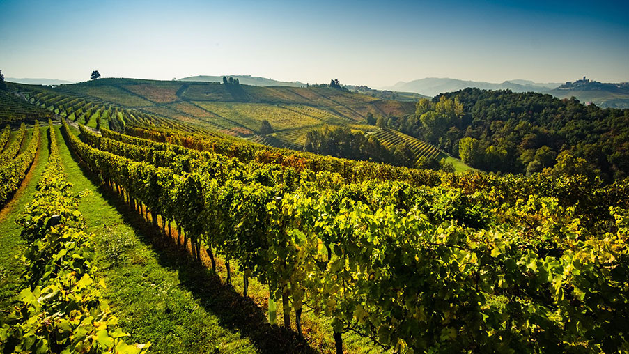 Rượu vang vùng Puglia nước Ý - Puglia italy wine Rượu vang vùng Puglia nước Ý - Puglia italy wine
