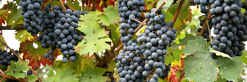 Rượu vang Ý thể hiện phong cách rượu vang Moscato