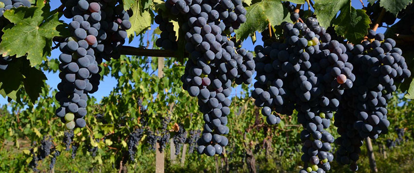 Rượu vang Ý - Italian wine Rượu vang Ý - Italian wine