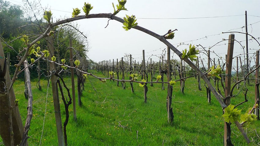 Rượu vang Ý - Italian wine