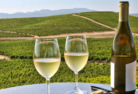 Rượu vang Chardonnay với những sự thật thú vị không thể bỏ qua
