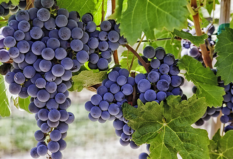 Rượu vang Chile - Chile wine Rượu vang Chile - Chile wine