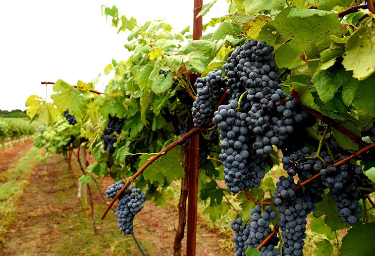 Syrah Wine - Rượu vang Syrah