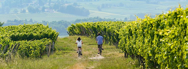 Rượu vang Pháp - France wine