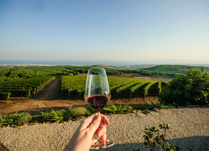 Rượu vang Pháp - France wine Rượu vang Pháp - France wine