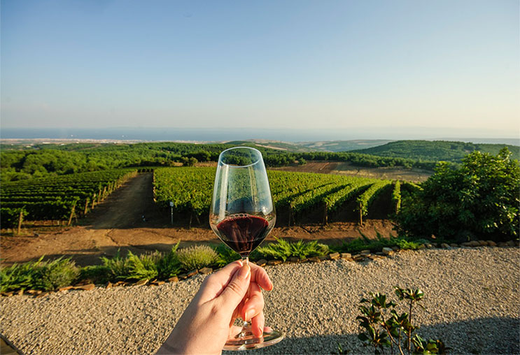 Rượu vang Pháp: Khám phá thuật ngữ Bordeaux Blend