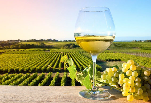 So sánh khái niệm Terroir trong rượu vang Pháp và rượu vang California
